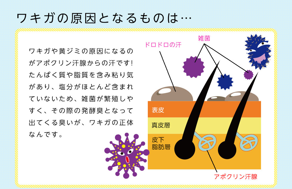 ワキガの原因となるものは…
		ワキガや黄ジミの原因になるのがアポクリン汗腺からの汗です！
		たんぱく質や脂質を含み粘り気があり、塩分がほとんど含まれ
		ていないため、雑菌が繁殖しやすく、その際の発酵臭となって
		出てくる臭いが、ワキガの正体なんです。