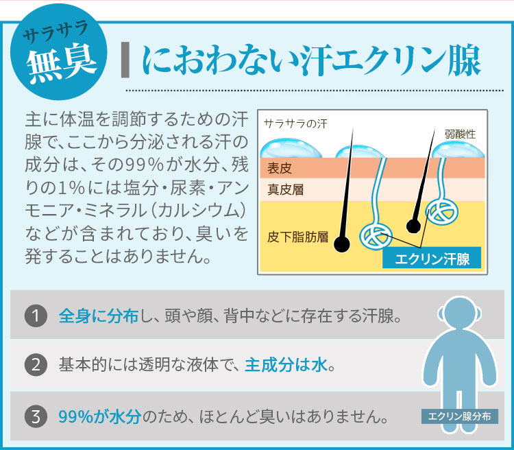 臭わない汗＝エクリン腺